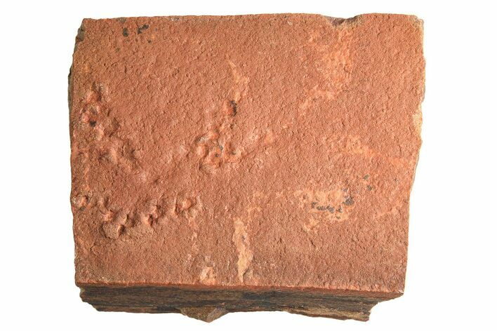 Horodyskia Fossil Slab - Oldest Known Multicellular Life #298603